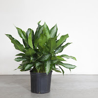 Aglaonema