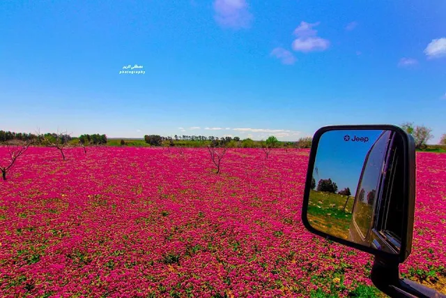 شاهد الطبيعة الخلابة بمنطقة الصفصاف جنوب مدينة شحات سبحان الخالق The most beautiful city of flowers and nature North Africa   , 