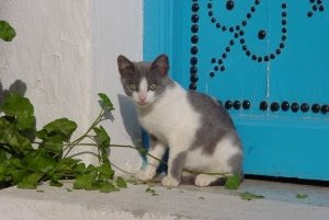 chat noir blanc couleur