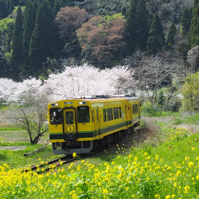 いすみ鉄道　東総元　桜　菜の花