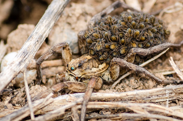 Araña Lobo. Lycosidae