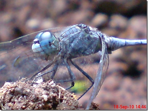 small blue dragonfly 11