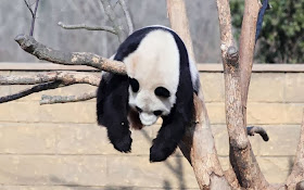 Funny animals of the week - 10 January 2014 (35 pics), panda relaxing on a tree