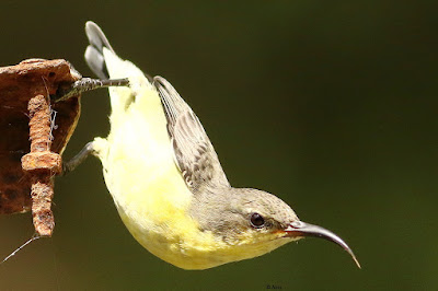 Purple Sunbird