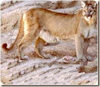 urban_lion
