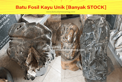 batu fosil kayu cendana