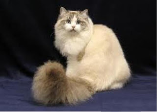 ragamuffin pets cat pussycat kitten breeds picture