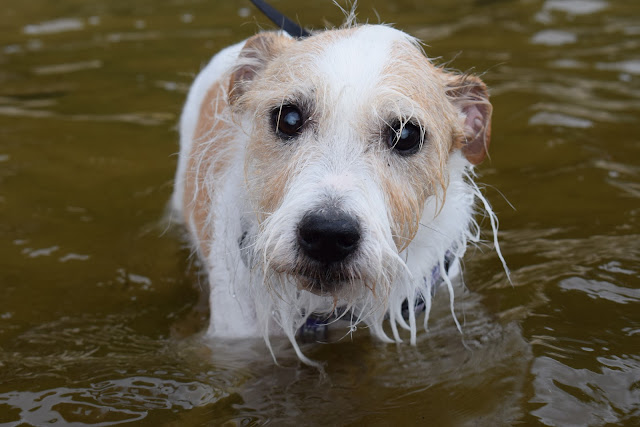 Can I teach my dog to swim? (and other dog swimming safety tips)