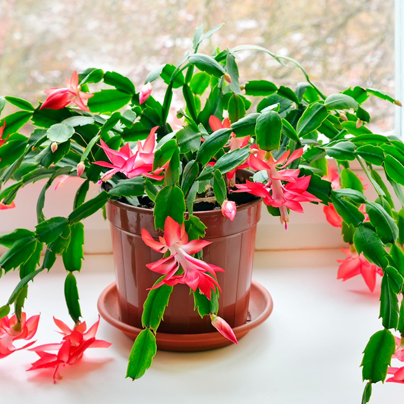 Why Plants are Perfect Housewarming Gifts (and 5 Great Ones to Give!)