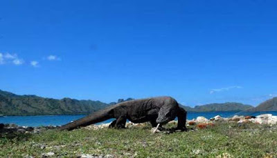 Taman Nasional Komodo