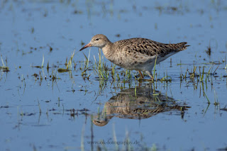 Wildlifefotografie Kampfläufer