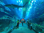 Things That We Can See in The Underwater Zoo (dubai underwater zoo)