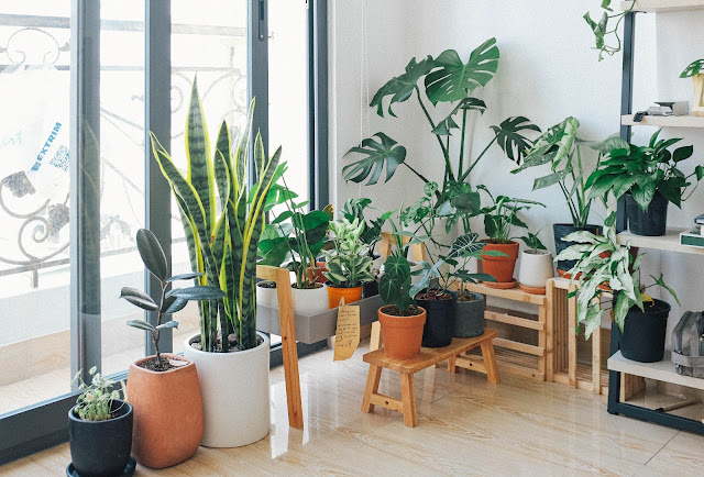Thriving in Peace: The Ultimate Guide to Indoor Plants