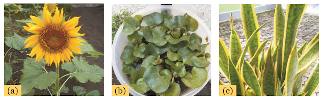 Gambar Tanaman (a) Bunga Matahari (Helianthus annus), (b) Eceng Gondok (Eichornia crassapies), (c) Sansevieria (Sansevieria trifasciata) Merupakan Tanaman untuk Fitoremediasi