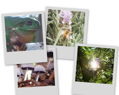 best bits one 1 frog close up lavender close up bee flower animal insect mushroom mushrooms forest tree close up sun shine through trees glare rays shine out (these are a few of the keywords associated with this image)