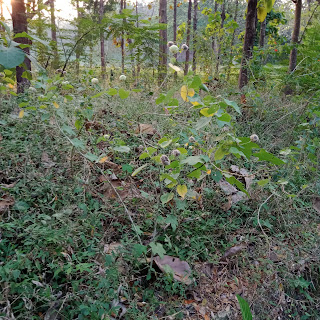 Abutilon albescens tumbuh di hutan jati di Bojonegoro sebagain tumbuhan bawah. Memiliki batang yang berwarna putih, dan buah yang berbulu sehingga terlihat buram. Berbuah ketika bulan Juli