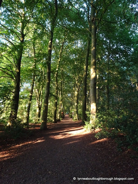 Footpath surrounded on either side by trees with sunlight shining through