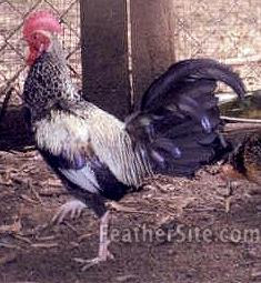  Gambar  dan Artikel Tentang Ayam  Bekisar TEKS di Blogspot