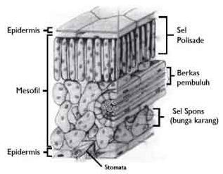  Bagian  bagian  Struktur Morfologi dan Anatomi Tumbuhan 