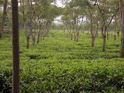 Terbaru 32+ Gambar Kebun