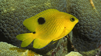 Animales que viven en el fondo del mar como Peces, tortugas, estrellas, etc.