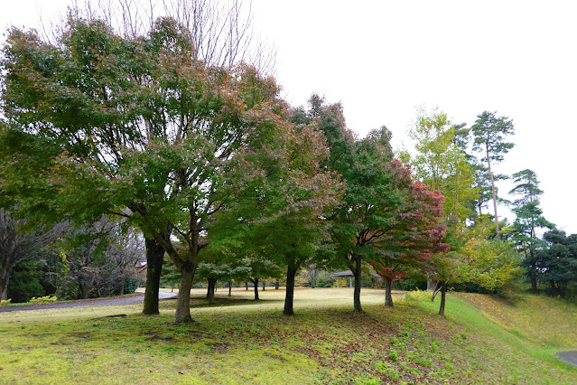 鳥取県西伯郡南部町鶴田　とっとり花回廊　桜の広場