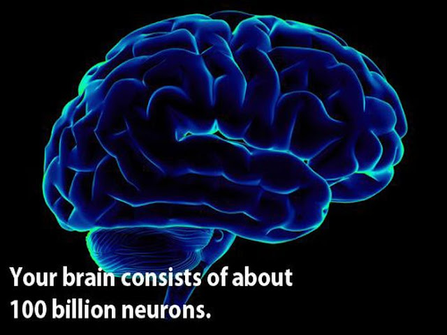 amazing facts, facts about human brains, human brains, amazing human brains, facts, science, science fact
