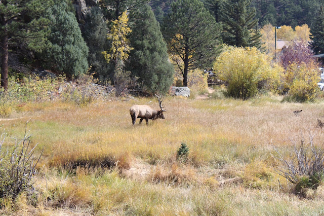 Elk rut season in Estes Park