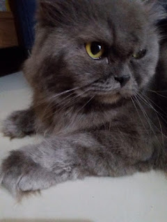 kucing persia