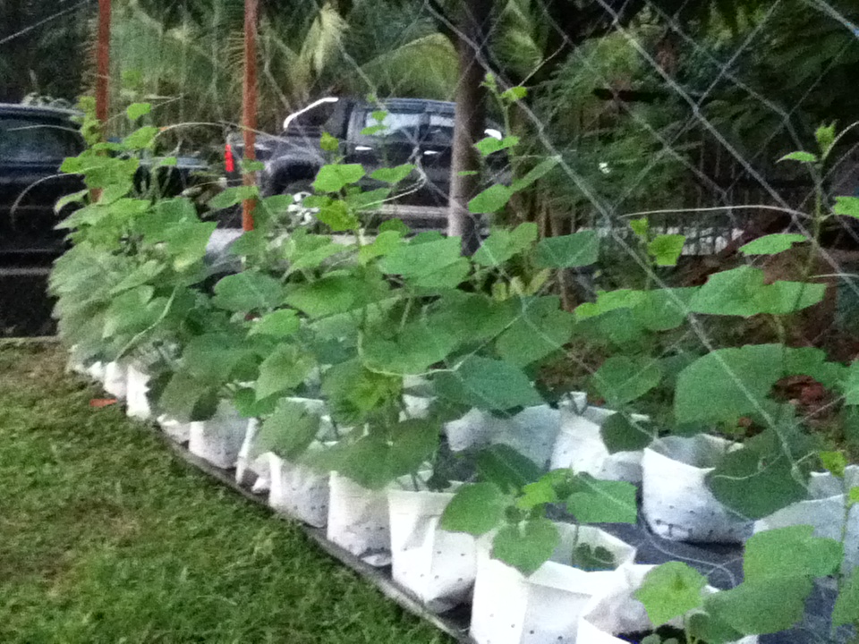 Fertigasi Mutiara: Kebun Kami