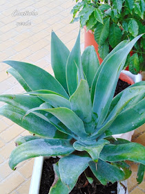 Cultivo da Agave Dragão - Agave attenuata