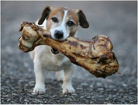cute little dog carrying a really big bone in its mouth