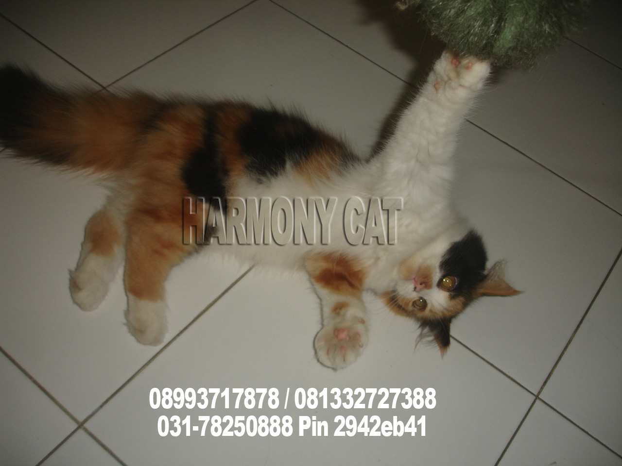 Hamster Dan Kucing Persia Murah Surabaya: KUCING BETINA 