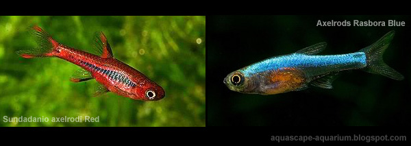 Axelrods Rasbora Sundadanio axelrodi Photo