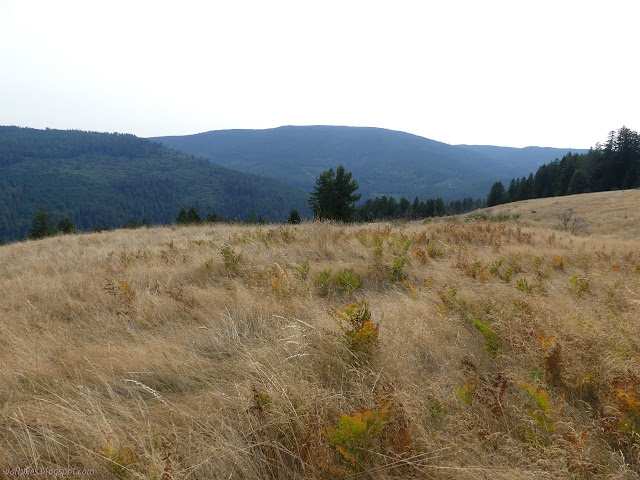 patchwork forest around Redwood Creek