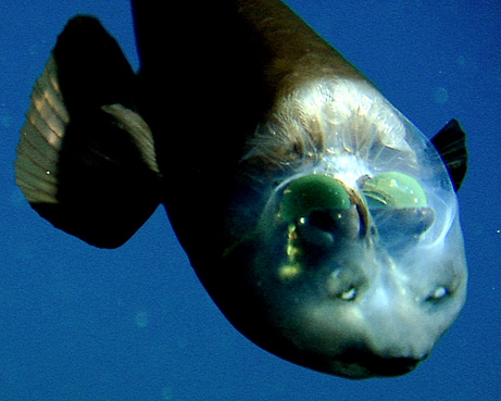 Ikan Aneh Berkepala Transparan ~ Aneh Tapi Nyata