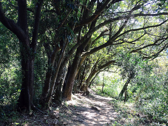 《內溝山登山步道》順遊「金龍湖」、「翠湖」 (2018.11