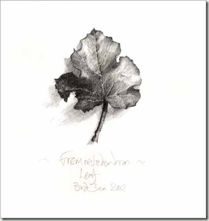 fremontodendron leaf bg