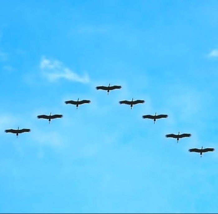 Why Do Birds fly In V-Shape? How Migratory Birds Help Each Other By Flying in V Formation?