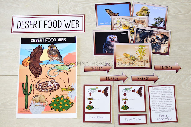 Desert Biome Food Web and Food Chains Learning Resources 