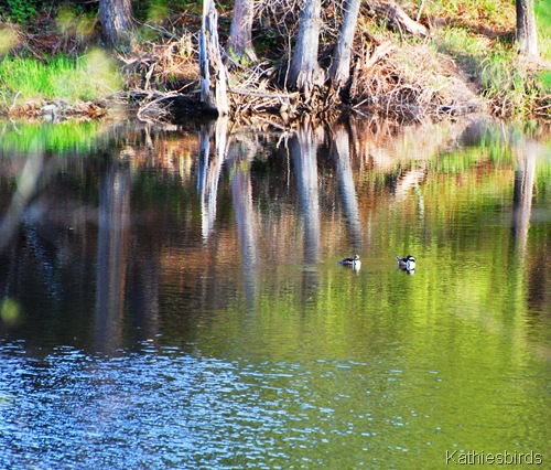 9. Cold Brook_0414-kab