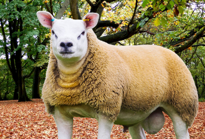 Texel Sheep Disadvantages & Advantages