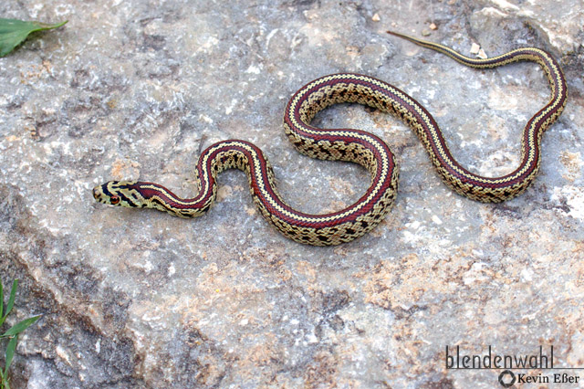 Leopardnatter (juvenil) - Zamenis situla