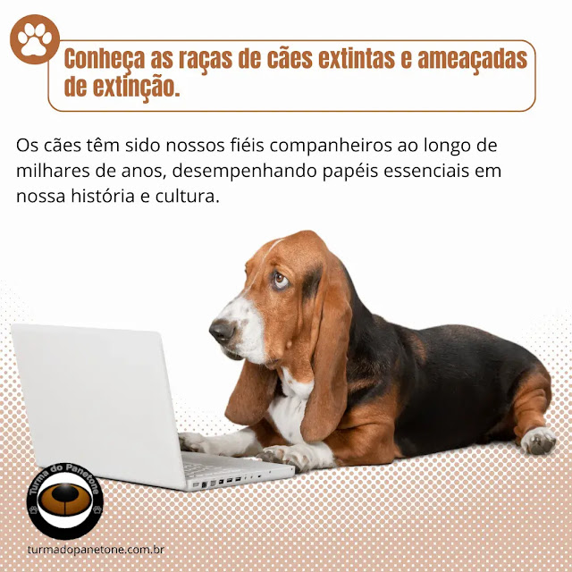 Conheça as raças de cães extintas e ameaçadas de extinção.