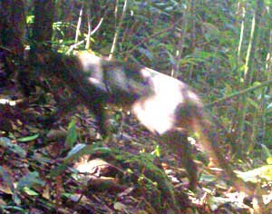 Imej Kucing Merah berjaya dirakam di Taman Pulong Tau, Miri