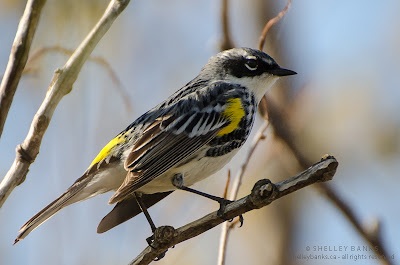 Yellow-rumped Warbler. Photo  © Shelley Banks, all rights reserved.