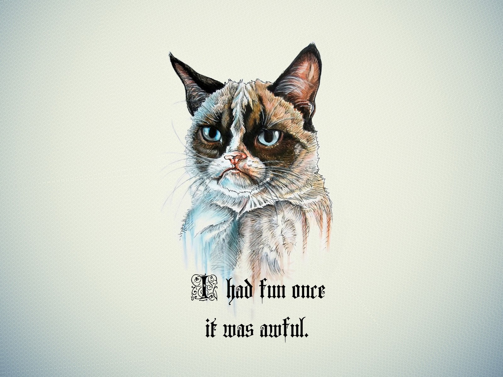 Grumpy Cat HD Wallpaper  Funny Collection World
