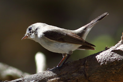 Red-breasted Flycatcher