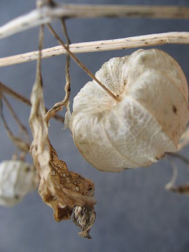 Chinese lantern flowers are frequently grown for their novel appearance 