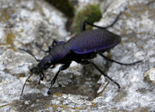 Beautiful colours on this Lady Stag